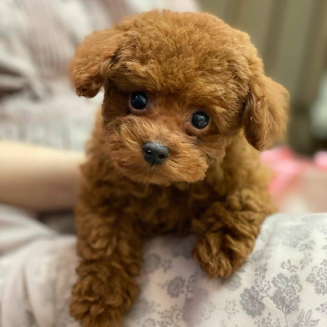 Poodle kenell adorable puppies for sell
